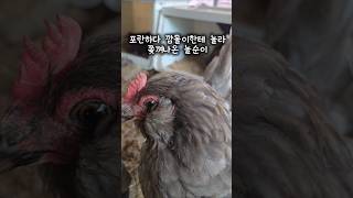 깜돌아~자리좀 비켜줄래? 통이 모자라서,,😆