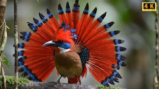 Download Lagu 100+ Suara Burung Eksotis Terbaik: Belum Pernah Dilihat Sebelumnya | 4K HDR 🦜 MP3