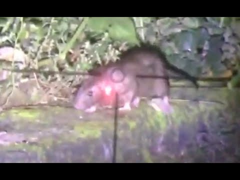 Berburu Tikus - Night Ratting Berburu Tikus - Night Ratting