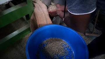 coffee bean color sorter, Color sorter for coffee bean, RealTech sorter sorting coffee beans