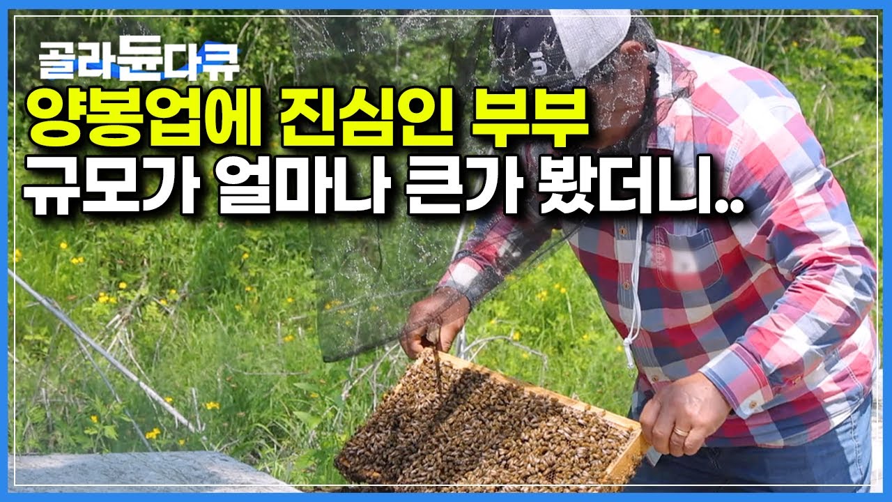 벌이 없으면 인류가 망해!｜3대째 이어받고있다는 양봉업 큰 규모에 둘이 어떻게 관리하나 봤더니｜한국기행｜#골라듄다큐