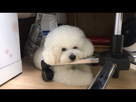 [LIVE] 의자 밑에 솜뭉치💕