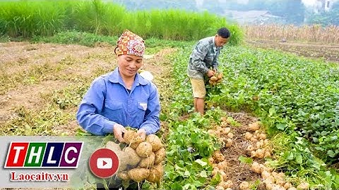 Nông dân Thái Niên trồng củ đậu, thu lãi từ 5 - 6 triệu đồng/sào | THLC