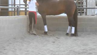 www.buyaspanishhorse.co.uk