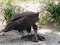 Mannen van de Radio - Vogels die iets verkeerds gegeten & Hallo? Niemand aanwezig