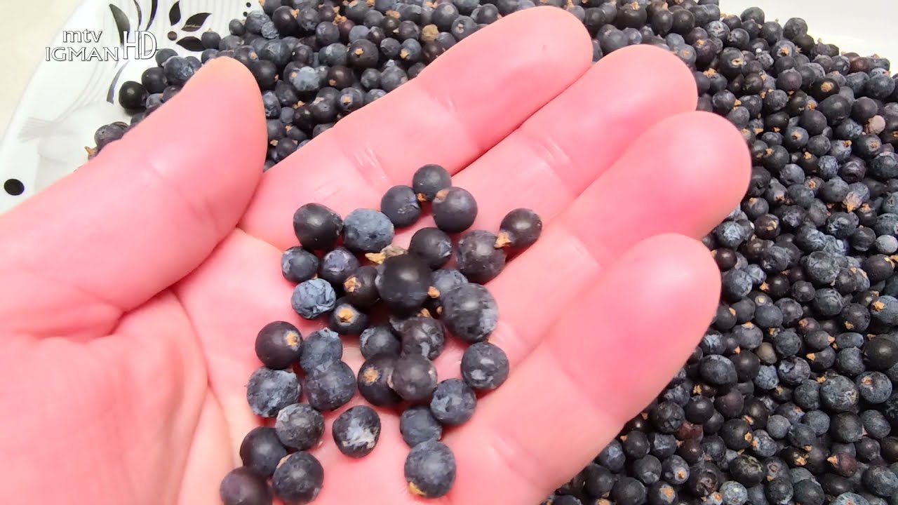 GDJE NE MOGU NI ANTIBIOTICI, OVA BILJKA PRODIRE... SMREKA