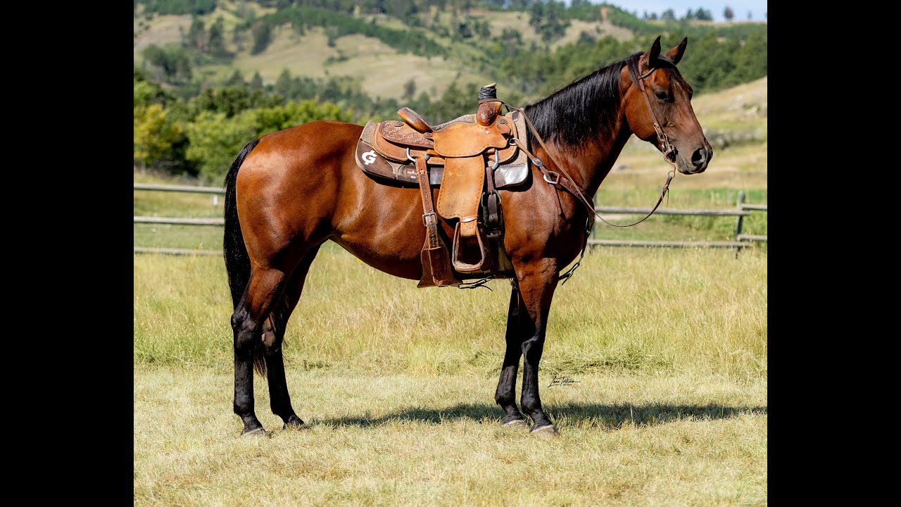 BHSS LOT 38: Lowry JR Pic N Cathy | CATHY | 2014 AQHA Bay Mare | Head + Heel