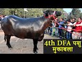 4th DFA Kurukshetra Murrah Buffalo Beauty Competition || Champion Murrah Buffalo