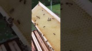 خلية مملؤة بالنحل و النحل يتوقف على بناء الشمع