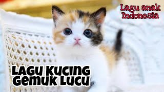 Lagu Kucing Gemuk Lucu | Kucing Lucu