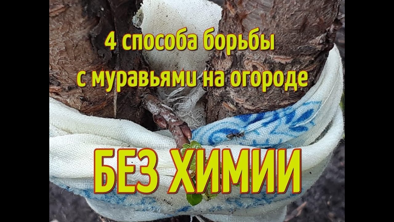 Как избавиться от муравьев на улице. Нашатырь от муравьев на огороде.