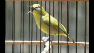 DownloadPleci Dahsyat Rapet Gacor Lasroll Kayana MP3 MP4 Pleci Dahsyat Rapet Gacor Lasroll Kayana