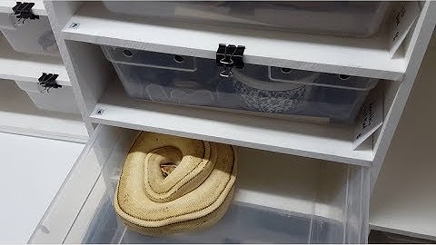 Ball Python - Genetics Revealed and First Clutch of Eggs in 2018