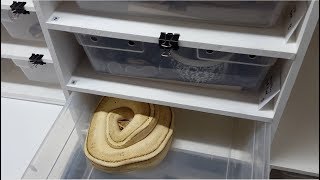 Famous Ball Python - Genetics Revealed and First Clutch of Eggs in 2018 Profile