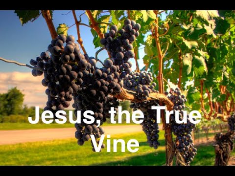 5. Jesus, The True Vine (Jesus’ Final Days on Earth series).