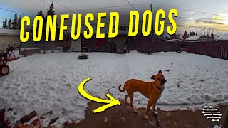 Dogs Were Confused When Owner Started Talking Through Doorbell Camera
