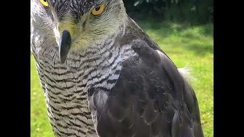 The intricate patterns on its plumage are stunning. What an incredible creature! #eaglehunt #raptor
