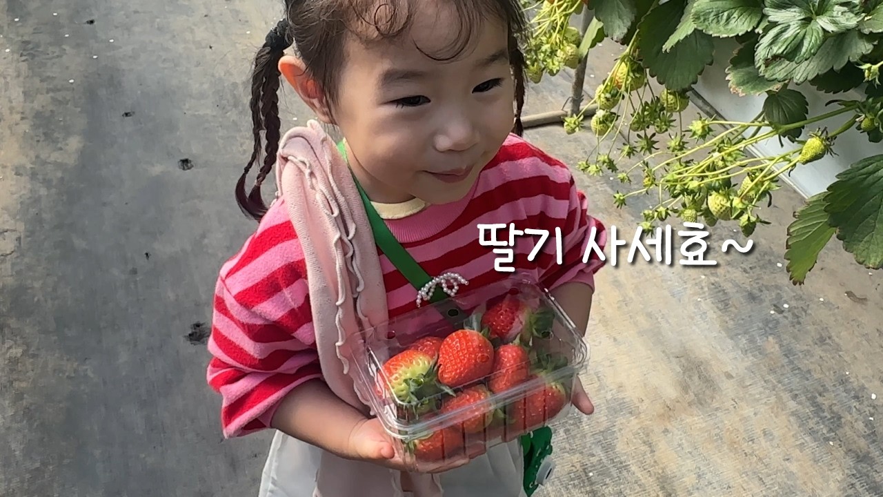 딸기 체험 농장에 가면 아빠가 겪는 일..