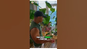 Unleash Your Plant Collector Creativity with Crate Stacking