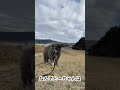 秋田犬長毛カイはとーちゃんの宝物