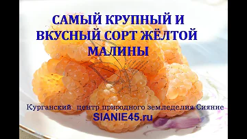 Самая вкусная и крупная жёлтая малина
