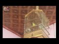 Pleci Dakbal Gacor Cocok Buat Masteran Burung Pleci Males Mp3 - Mp4 Download