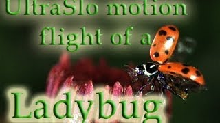Slow Motion Ladybug spreads its wings and flies away