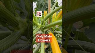 Only Male Flowers #courgette #zucchini #stress #pollination #growbags #polytunnel