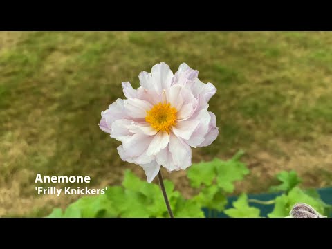 Perennial Plants Bred by Hardy's