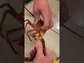 tomikkunet funny crazy seafood video😂😂😂|Tiktok the Best!! #shorts #TikTok