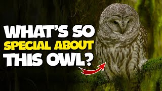 Is it rare to see a BARRED OWL? | Barred Owl (Strix varia) by Birds & Sounds of Nature 277 views 3 weeks ago 2 minutes, 51 seconds