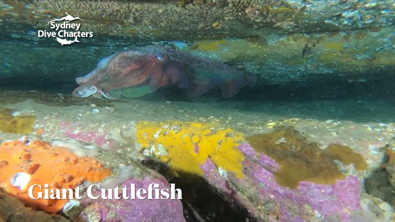 Schooling Fish & Sharks Surround Scuba Divers Diving Sydney Best Boat Dive Site