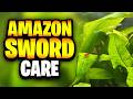 Amazon Sword Care Guide | Easy Aquarium Plant For Beginners!