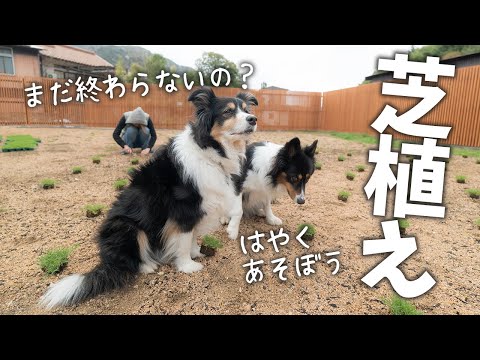 お庭ドッグランの芝生植え!先はまだまだ長い・・・ | ボーダーコリーとオーストラリアンシェパード