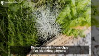 5 Proven Steps to Grow Thyme in Containers [Ultimate Guide]