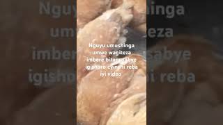 nguyu umushinga waguteza imbere bitagusabye igishoro cyinshi reba iyi video
