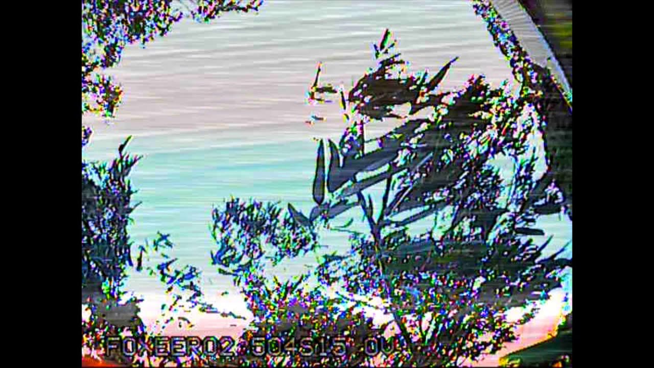 When trees fight back - YouTube