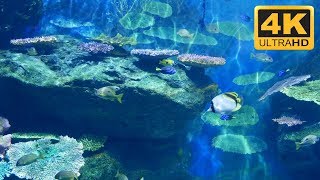 ***** Coral Reef Aquarium in 4K Ultra HD