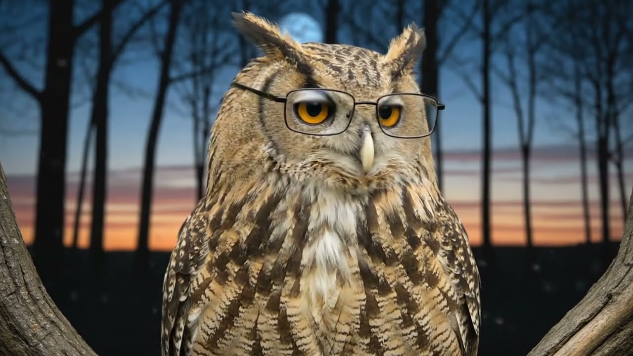 Why This Owl in Glasses is Hypnotizing the Internet