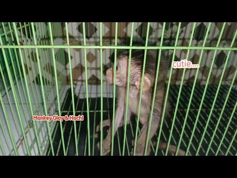 How Did Olay React When He First Met Hachi Littlemonkey Babymonkey