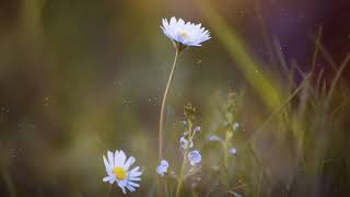 تلاوة بغاية الروعة لسورة الفرقان بصوت القارئ محمد سعيد الخطيب