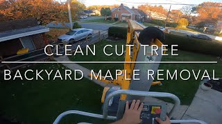 Tricky backyard maple removal