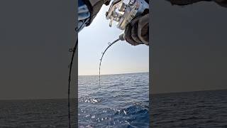 Jigging Always Brings Surprises #fishing #reels #fish #fishingvideo #fishinglife #pesca #sea