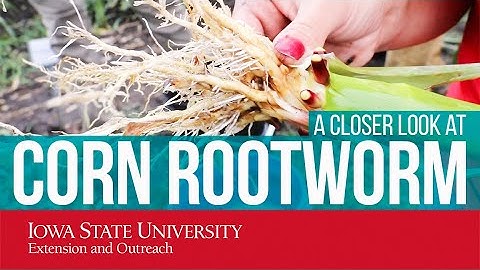 Corn Rootworm: A Closer Look at this Pest!