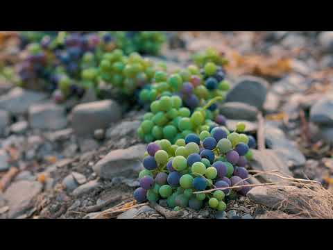 მწვანე რთველი 2019