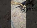 المرحله الثالثه من تعليم الصقور المرحله الثالثه من تعليم الصقور