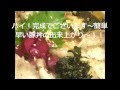 豚丼（塩）作り方 ！鹿児島産黒使用