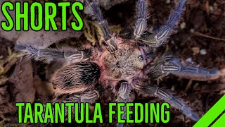 Tarantula Feeding Compilation