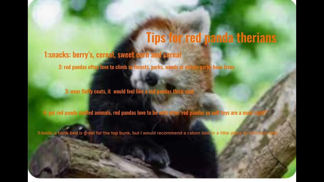 Red panda therian tips ^~^#therian - YouTube