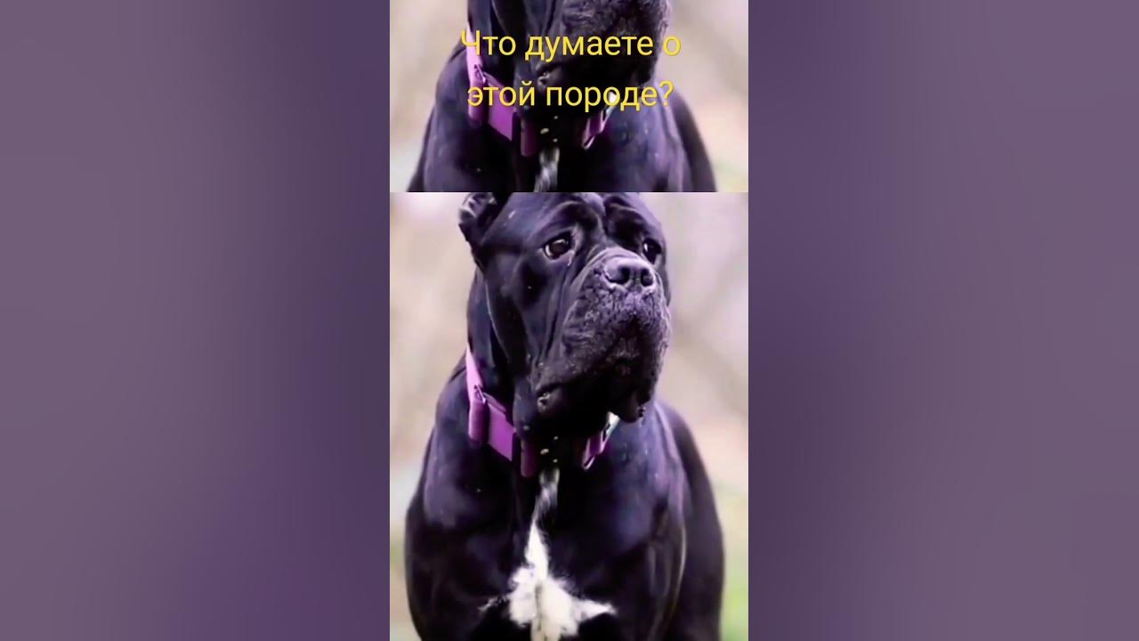 Кане -Корсе - YouTube